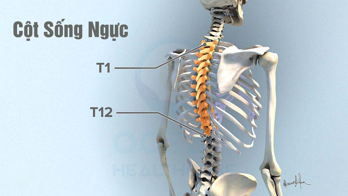 cột sống ngực T1-T12